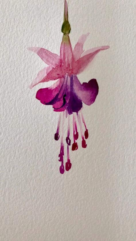 Easy freehand fuchsia. Love the flower and the colour both… | Instagram Watercolour Flowers, Watercolours, Watercolour Techniques, Watercolors, Watercolor Techniques, Watercolor Print, Watercolour Tutorials, Bloemen, Watercolor Flowers Tutorial