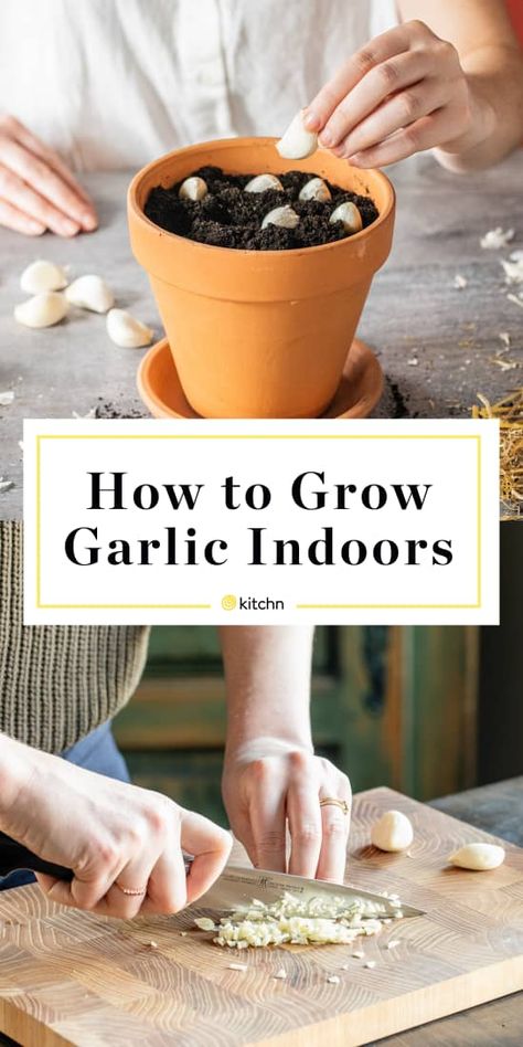 Growing Vegetables, Outdoor, Grow Garlic Indoors, Planting Garlic From Cloves, Growing Garlic, Grow Garlic, Planting Garlic, Regrow Vegetables, Growing Veggies