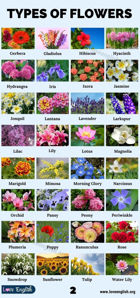 Types of Flowers: 70 Different Types of Flowers in the World - Love English Flowers, Types Of Flowers, Activities