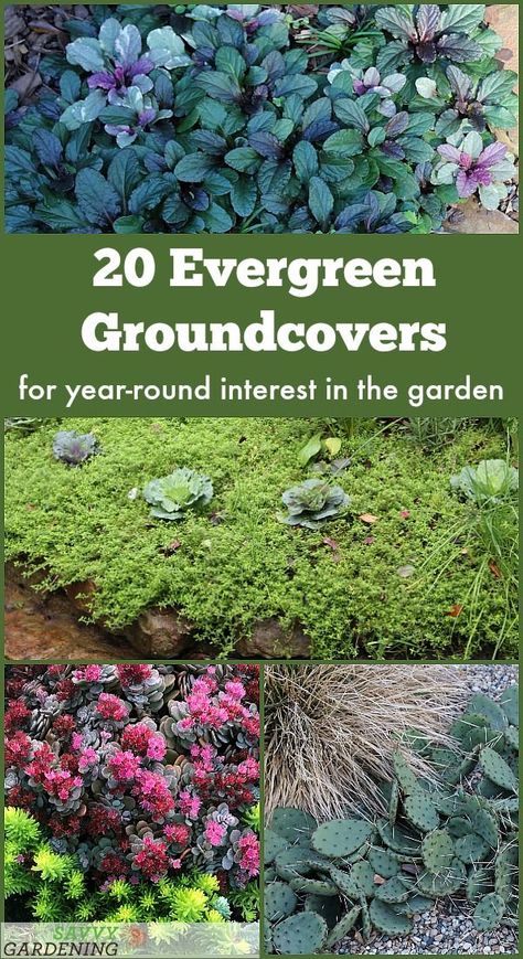 20 Evergreen Groundcover Plants for Year-round Interest: For Sun, Shade, and Blooms #gardening #groundcovers Shaded Garden, Planting Flowers, Evergreen Groundcover, Ground Cover Plants Shade, Ground Cover Plants, Evergreen Plants, Evergreen Garden, Shrubs, Ground Cover