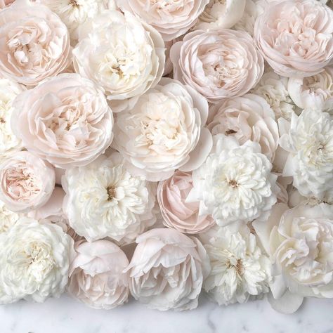 Georgianna Lane on Instagram: “A winter palette with stunning roses from @gracerosefarm. Thank you all for the love on the snow photos. There are more today…” Pink, Floral, Bloom, Rose, Luxury Flowers, Beautiful Flowers, Pretty Flowers, Bloemen, Flowers Bouquet