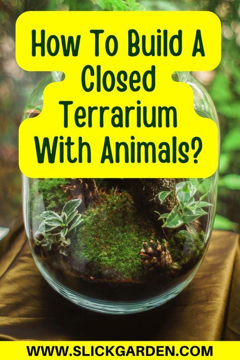 How To Build A Closed Terrarium With Animals? | Slick Garden. There are two types of terrarium: open terrarium and closed terrarium. Open terrariums are designed to provide air to plants and animals. In a closed terrarium, the water cycle is an important factor. Now we will tell you about the closed terrarium in detail. Gardening, Terrarium, Terrariums, Self Sustaining Terrarium, Fish Tank Terrarium, Diy Moss Terrarium, Best Terrarium Plants, Open Terrariums, Build A Terrarium