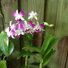 Gardening, Orchid Diseases, Growing Orchids, Dendrobium Orchids Care, Orchid Care, Orchid Plant Care, Dendrobium Orchids, Orchid Roots, Orchid Plants