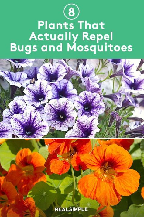 Design, Parties, Camper, Ideas, Exterior, Diy, Planting Flowers, Camping, Plants That Repel Bugs
