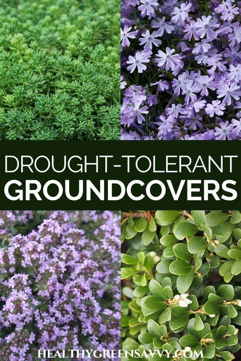 Floral, Drought Resistant, Drought Tolerant, Drought Resistant Plants, Best Ground Cover Plants, Drought Tolerant Plants, Ground Cover Plants, Dry Climates, Drought Tolerant Perennials