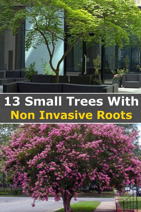 Trees With Non Invasive Roots, Small Landscape Trees, Cerca Natural, Landscaping Trees, Small Backyard Designs Layout, Art Studio Organization, Back Garden Design, Front Yard Garden Design, Garden Wallpaper