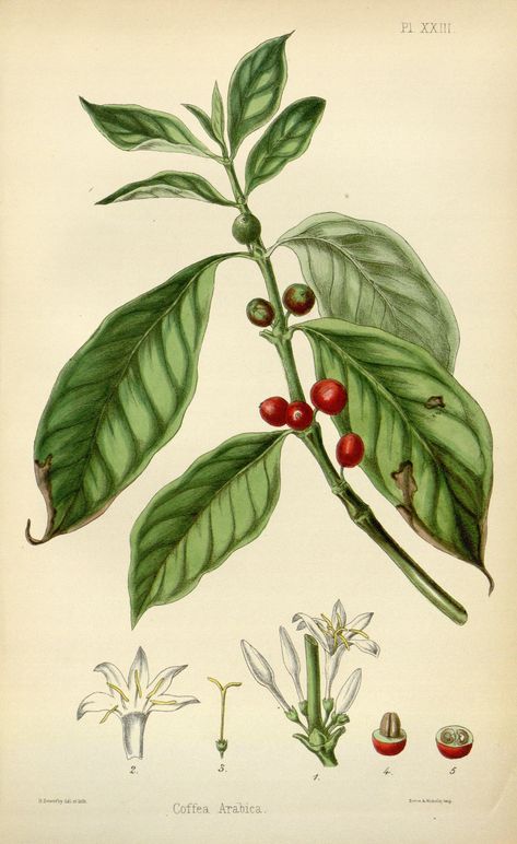 Painting of Coffea arabica plant (source of coffee beans) | from the Biodiversity Heritage Library on Flickr | https://flic.kr/p/dA48Gy | n243_w1150 | The flora homoeopathica :. London :Leath & Ross,1852-1853.. biodiversitylibrary.org/page/6163729 Coffee Art, Coffee Machine, Coffee Drinks, Coffee Painting, Coffee Poster, Coffee Decor, Coffee And Books, Coffee Drawing, Coffee Tree