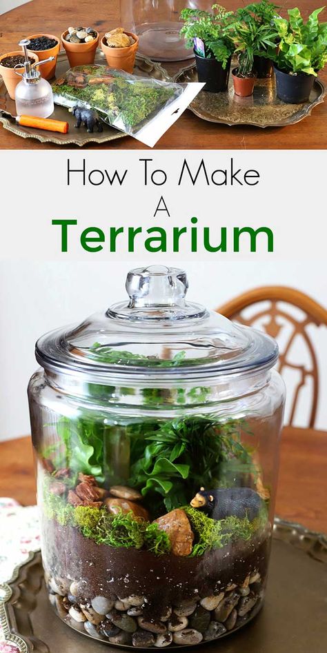 Easy step by step instructions for how to make a terrarium. Including the best terrarium plants, supplies needed and terrarium container ideas. #terrarium #diyhomedecor #gardening #gardeningideas #indoorgarden #indoorplants Terrarium, Terrariums, Diy, Gardening Supplies, How To Make Terrariums, Diy Succulent Terrarium, Terrarium Containers, Terrarium Supplies, Terrarium Plants