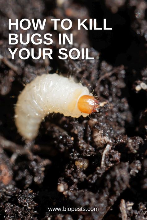 Looking for organic ways to eliminate pesky bugs and grubs in your soil? Look no further! Our Bug-B-Gone Organic Pest Control Solution provides effective and safe solutions to protect your plants and garden from unwanted visitors. Discover these 5 easy tips for organic pest control that will help you maintain a healthy and thriving garden. Don't let bugs ruin your gardening experience anymore! Click for more information and start enjoying a bug-free soil today." Pesticides For Plants, Organic Gardening Pest Control, Garden Pest Control, Organic Insecticide, Organic Pest Control, Best Pest Control, Natural Pest Control, Garden Pests, Pests