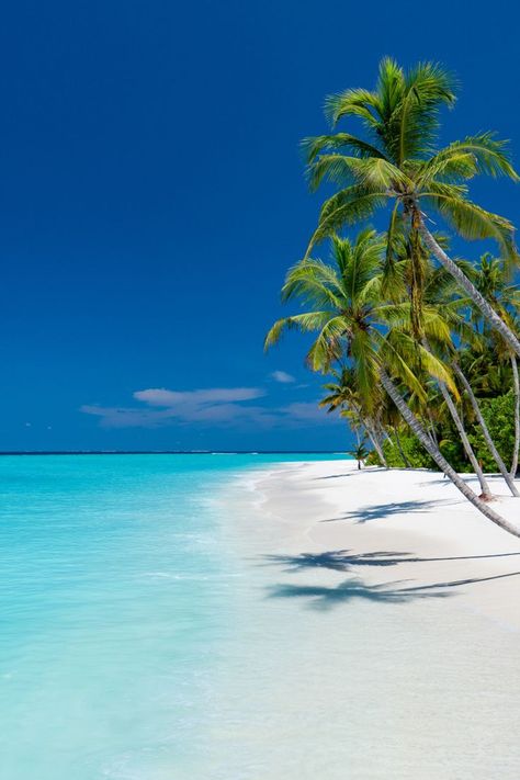 the world's most stunning beaches maldives Destinations, Maldives, Exotic Beaches, Beach Paradise, Maldives Beach, Tropical Beaches, Exotic Places, Beach View, Tropical Beach