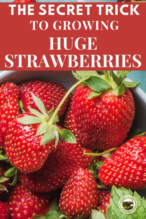 Here's the secret to growing big huge Strawberries. Whether you grow Strawberry plants in the garden, a raised bed or in pots and containers, there is one hack you need to do to get large Strawberries. #strawberryplants #strawberries #gardeningtips #beginnergardeninghacks #DIYgardenhacks #fruit Growing Vegetables, Outdoor, Gardening, Fruit, Growing Strawberries In Containers, How To Plant Strawberries, Growing Fruit Trees, Growing Fruit, When To Plant Strawberries