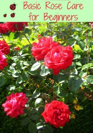 Basic Rose Care For Beginners | How To Care For Roses | Moms Need To Know ™ Planting Flowers, Garden Care, Gardening, Growing Roses, Hydrangea, Rose Care, Plant Care, Gardening Tips, Rose Bush