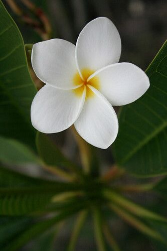 White Plumeria | Big Island of Hawaii | cazfoto | Flickr Hibiscus, Flora, Flowers, Floral, Tropical Flowers, Plumeria Flowers, White Flowers, Orchid Flower, Flower Aesthetic