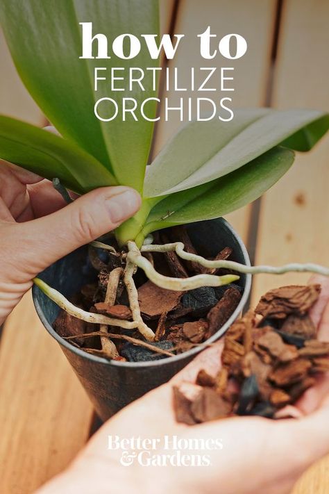 Garden Care, Planting Flowers, Growing Orchids, Orchid Fertilizer, Growing Plants, Repotting Orchids, Orchid Care, Orchid Plant Care, Indoor Orchid Care