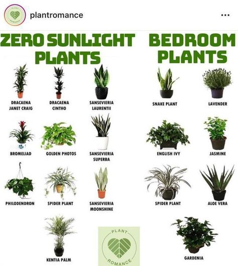 Plants, Gardening, Herb Garden, Plant Care, Aloe Vera, Plant Life, Growing Plants, Lavender, Indoor Plants
