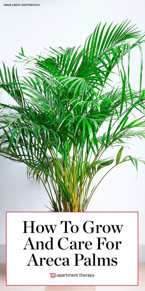 Palmas, Outdoor, Ideas, Plant Care Houseplant, Palm Plant Care, Plant Care, Bamboo Palm Indoor, Indoor Palm Plants, House Plant Care