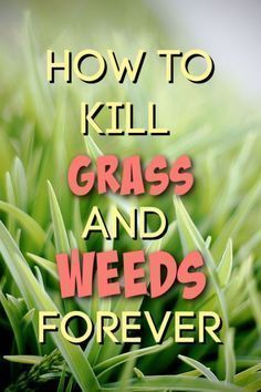 Outdoor, Kill Weeds With Vinegar, How To Kill Grass, Kill Weeds Naturally, Kill Weeds Not Grass, Mosquito Repelling Plants, Natural Weed Killer, Lawn Pests, Grass & Weed Killer