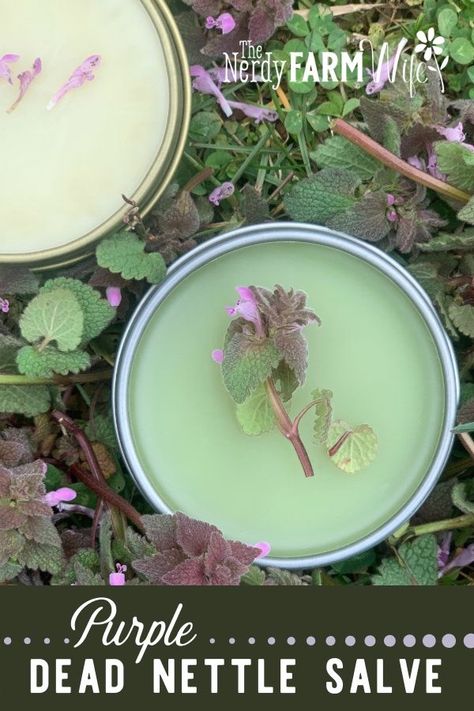 How to Make Purple Dead Nettle Salve (3 recipes!) - Learn how to make helpful herbal salves using purple dead nettle and other beneficial plants. Medicinal Plants, Medicinal Herbs, Herbal Remedies, Herbal Healing, Tinctures, Herbal Plants, Herbal Medicine Recipes, Herbal Medicine, Healing Herbs