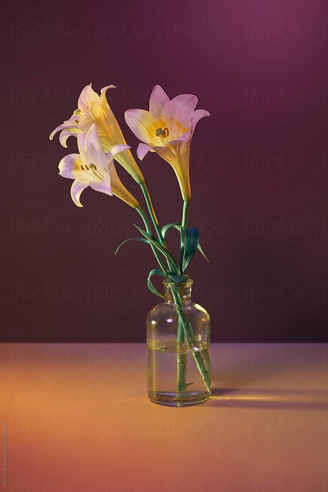 Bunch Of White Lilies In A Vase. | Stocksy United Flora, Flowers, White Lilies, Flowers In A Vase, Flower Photos, Flowers Photography, Flowers Vase, Vase Of Flowers, Flower Vases