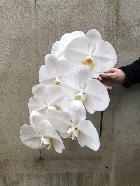 Floral, Phalaenopsis Orchid, Phalaenopsis, Phaelonopsis Orchid, Orchidaceae, Orchid Flower, Orchid, White Orchids, Types Of Flowers