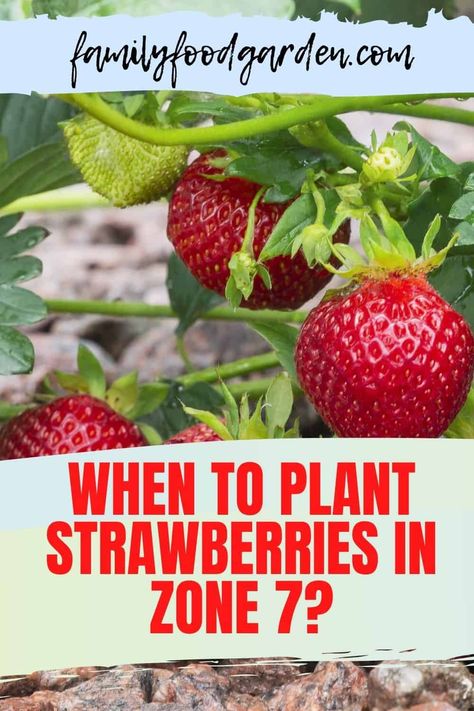 Gardening, Garden Care, Planting Flowers, Vegetable Garden, Fruit, Square Foot Gardening, When To Plant Strawberries, What To Plant When, Growing Strawberries In Containers