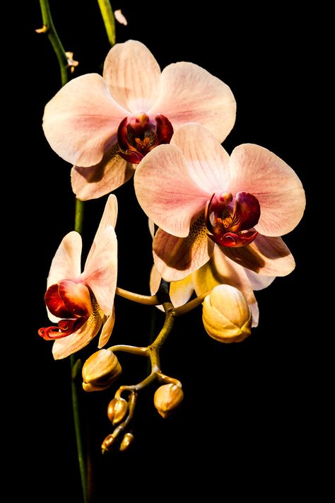 Orchid Flowers - Fine Art Prints by Marc G.C. Photography Flowers, Portrait, Art, Flora, Flower Photography, Flowers Photography, Flowers Nature, Orchid Photography, Flower Prints