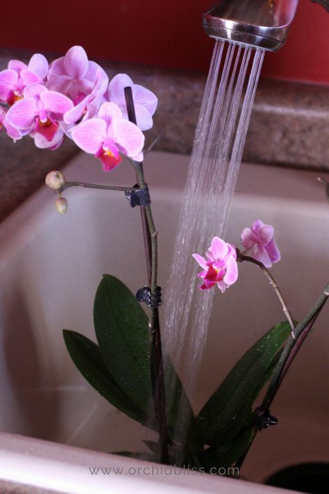 How to Properly Water Your Orchids: No More Guesswork - Orchid Bliss Cactus, Terrariums, Watering Orchids, Orchid Plant Care, Orchid Care, Orchids In Water, Growing Orchids, Growing Plants, Repotting Orchids