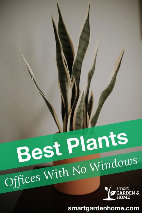 Diy, Gardening, Best Plants For Office, No Light Plants Indoor, Plants For Office, Plants In Window Ideas, Indoor Office Plants, Best Office Plants, Indoor Plants