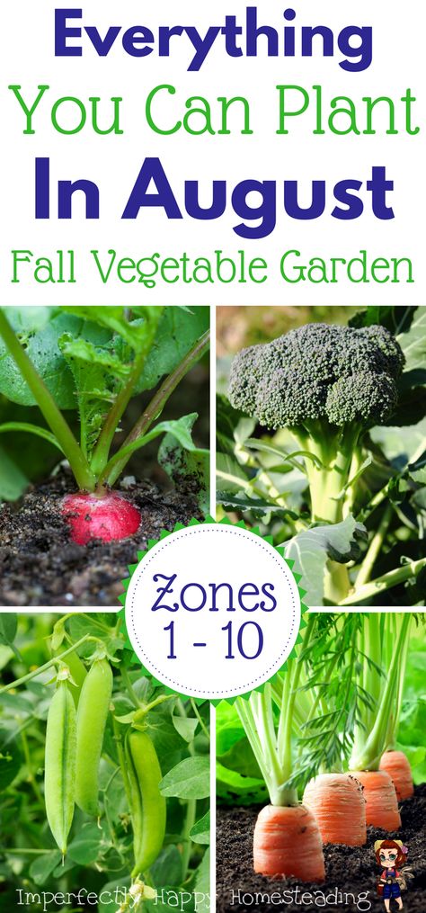 Everything you can plant in August for a Fall Garden. Zones 1 - 10 gardening. Organic Gardening, Shaded Garden, Vegetable Garden, Growing Vegetables, Gardening, Home Vegetable Garden, Veg Garden, Fall Vegetables, Veggie Garden