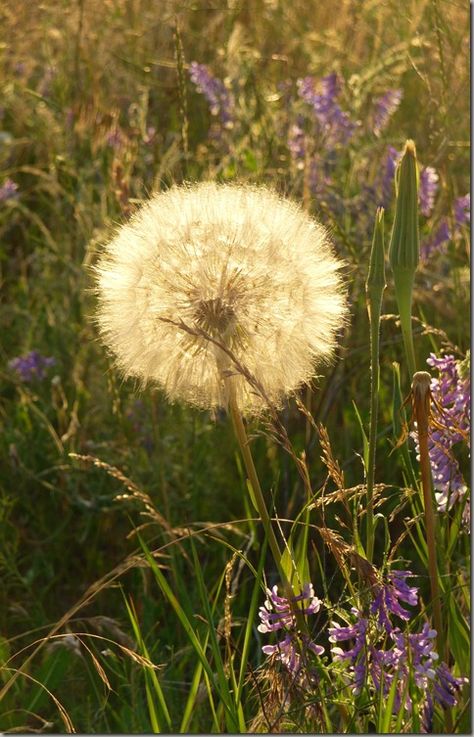 Dandelion Wishes  ~ Nature, Dandelions Aesthetic, 11 11 Aesthetic, Wishing Flower, Wish Flower, Dandelion Photo, Dandelion Flowers, Dandelion Clock, Dandelion Wishes