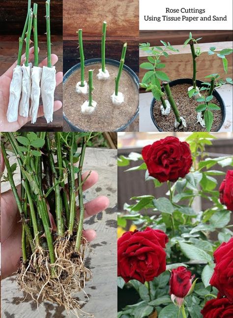 Revolutionize Your Rose Garden: Grow Roses from Cuttings with Toilet Paper! Compost, Growing Roses, Growing Flowers, Propagation, Planting Roses, Rose Propagation, Growing Media, Potting Soil, Rooting Hormone