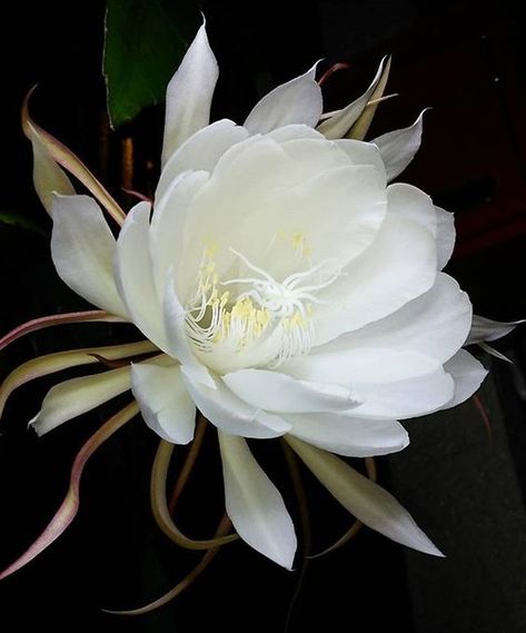 Winter Care Tips for Queen of the Night Cactus | Houseplant 411 Flowers, Flora, Cactus, Orchid Cactus, Blooming Flowers, Flower Lover, Rose, Pretty Flowers, Rare Flowers