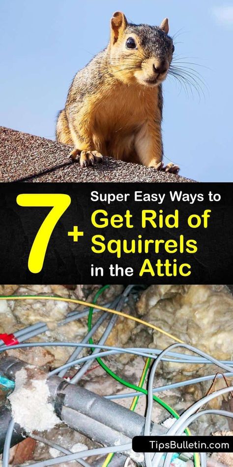 Learn how to get squirrels out of your attic crawlspaces using a trap, squirrel repellent, and pest control. Not only does this critter cause damage to bird feeders, but they climb tree branches… More Gardening, Squirrel Repellant, Get Rid Of Squirrels, Get Rid Of Chipmunks, Repellents, Repellent Diy, Repellent, Pests, Bird Feeders