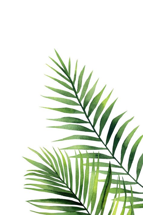 Art, Plants, Palm Leaves, Palm Tree Leaves, Leaves, Tropical Leaves, Botanical Illustration, Tropical Art, Leaf Art