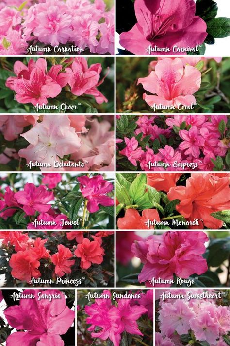 For a traditional look, there is nothing like a pink azalea to add classic color to the landscape. See expert advice from Norman Winter on choosing the right color palette! #rebloomingazaleas #colorinthegarden #gardendesign #gardenadvice Planting Flowers, Gardening, Flower Beds, Nature, Azalea Bush, Pink Azaleas, Azalea Flower, Azalea Color, Azaleas Care