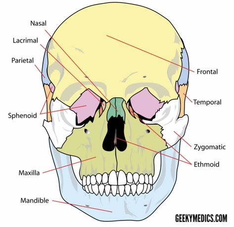 Skull Anatomy, Skull And Bones, Human Skull Anatomy, Human Skull, Skull, Bone Strength, Anatomy Bones, Bones, Jaw Bone