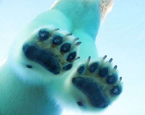 Funny Wildlife, funnywildlife: funkysafari: A polar bear’s paws... Love Bear, Cute Animals, Paw, Bear, Ursus, Animais, Animaux, White Bear, Bear Dog