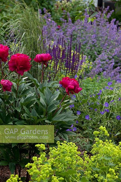 Plants, Peonies, Paeonia Lactiflora, Geraniums, Planting Peonies, Peony Care, Growing Peonies, Bloom, Gorgeous Gardens