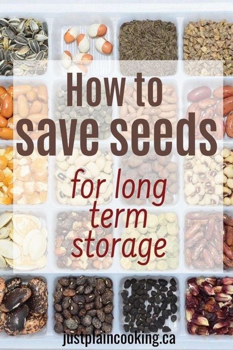 Planting Seeds, Outdoor, Ideas, Saving Seeds From Vegetables, How To Save Seeds, How To Store Seeds, Seed Saving Storage, Seed Saving, Heirloom Seed Storage