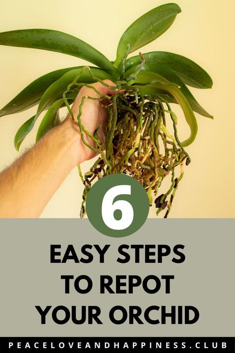 Text: 6 Easy Steps to Repot Your Orchid.
Image: Hand holding an Orchid plant with exposed roots, ready to be repotted. Replant, Orchid Care, Orchid Soil, How To Replant Orchids, Growing Orchids, Orchid Plant Care, Orchid Potting Mix, Repotting Orchids, Plant Care