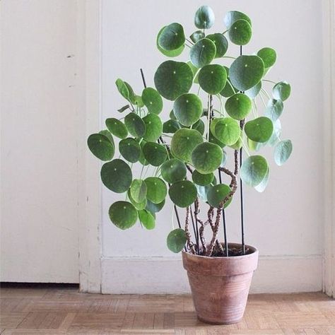 Chinese Money Plant, Green Thumb, Plant Life, Jungles, Interior Plants, Tuin, Plantas De Interior, Hoa, Blog