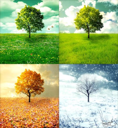 Nature, Trees, Four Seasons Art, Four Seasons Painting, Four Seasons, Tree, Four Season, Picture, Fotografie
