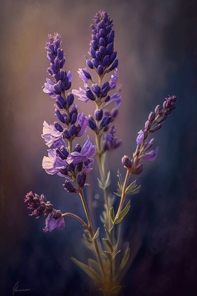 Lavender Flowers, Lavender Plants, Lavender Plant, Flowers Nature, Flower Photos, Flowers Photography, Lavendar, Purple Flower Pictures, Flower Pictures