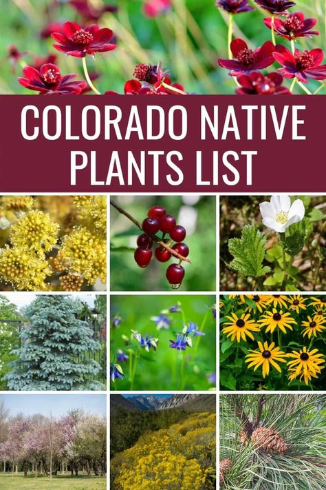 If you’re looking for some great plants for your garden and landscaping in Colorado, check out this list of native plants, and you'll find something perfect for your yard! Flora, Colorado, Diy, Design, Colorado Landscaping, Colorado Gardening, Drought Tolerant Landscape, Native Plant Gardening, Colorado Wildflowers