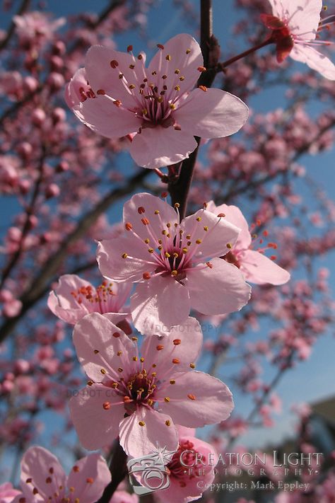 Decoration, Blossom Trees, Flowering Cherry Tree, Cherry Trees Garden, Flowering Trees, Pink Blossom Tree, Pink Trees, Cherry Tree, Blossom Flower