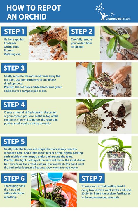 My Garden Life DIY How to Repot an Orchid_Infographic Planting Flowers, Orchid Fertilizer, Repotting Orchids, Orchid Plant Care, Growing Orchids, Growing Plants, Indoor Orchid Care, Orchid Care, Plant Care