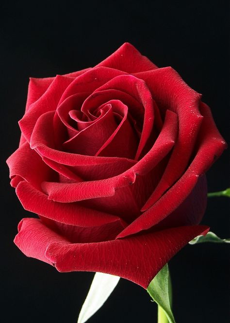 Pink, Hoa, Pretty Roses, Beautiful Roses, Bunga, Pretty Flowers, Bloemen, Beautiful Red Roses, Flores