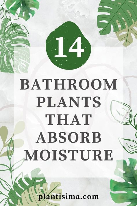 Mold problems? Say no more. Learn all about 15 bathroom plants that absorb moisture plus look great in your home. You will love these! Best Bathroom Plants, Plant Care, Plant Care Houseplant, Household Plants, Best Indoor Plants, House Plant Care, Bathroom Plants, Growing Plants Indoors, Bathroom Plants Decor