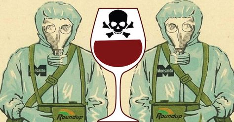 It seems Monsanto’s toxic chemical glyphosate has now found its way into wine. It isn’t surprising, however, seeing as how grapes are pesticide and herbicide-laden. Glyphosate has been showing up in foods both directly sprayed, and even foods that haven’t been sprayed, such as organic produce. It is the active ingredient in Monsanto’s Roundup herbicide, … Wines, Health, Pesticide, Herbicide, Chemical, Organic Produce, Produce, Toxic Foods, Toxic Chemicals
