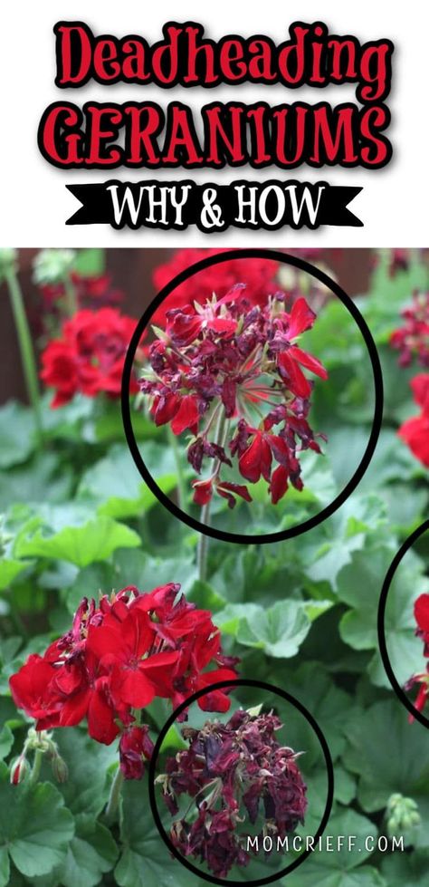 Deadheading Geraniums keeps your geraniums thriving. It helps the plant put it's energy into producing more flowers!